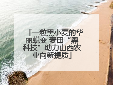 一粒黑小麦的华丽蜕变 麦田“黑科技”助力山西农业向新提质