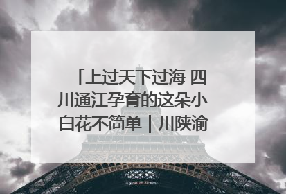 上过天下过海 四川通江孕育的这朵小白花不简单｜川陕渝网络名人巴中行
