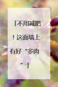 不用减肥！这面墙上有好“多肉”