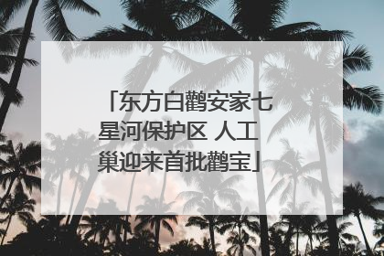 东方白鹳安家七星河保护区 人工巢迎来首批鹳宝