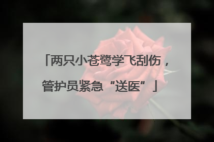 两只小苍鹭学飞刮伤，管护员紧急“送医”