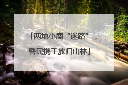 两地小鹿“迷路”，警民携手放归山林