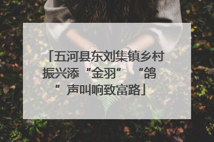 五河县东刘集镇乡村振兴添“金羽” “鸽”声叫响致富路