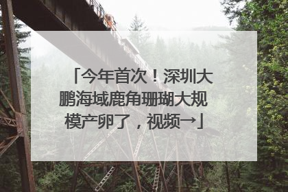 今年首次！深圳大鹏海域鹿角珊瑚大规模产卵了，视频→