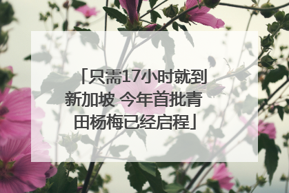 只需17小时就到新加坡 今年首批青田杨梅已经启程