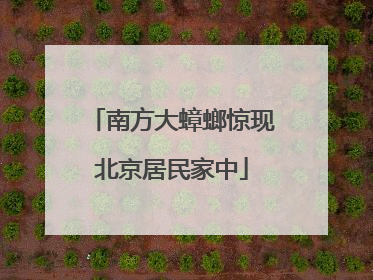 南方大蟑螂惊现北京居民家中