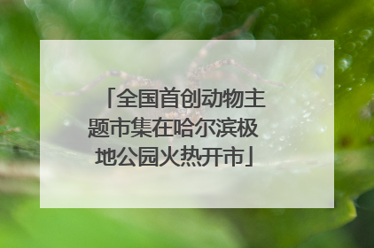 全国首创动物主题市集在哈尔滨极地公园火热开市