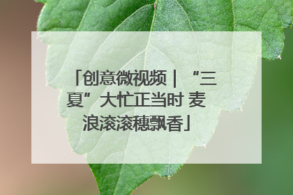创意微视频｜“三夏”大忙正当时 麦浪滚滚穗飘香