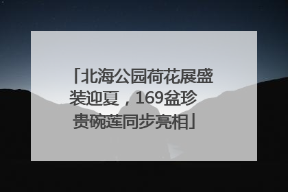 北海公园荷花展盛装迎夏，169盆珍贵碗莲同步亮相