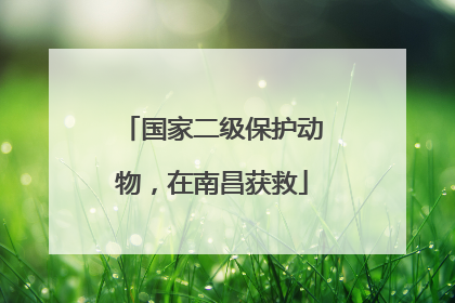 国家二级保护动物，在南昌获救