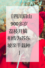 四川眉山900多岁荔枝开摘 相传为苏东坡亲手栽种