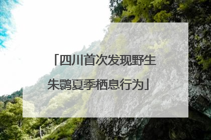 四川首次发现野生朱鹮夏季栖息行为