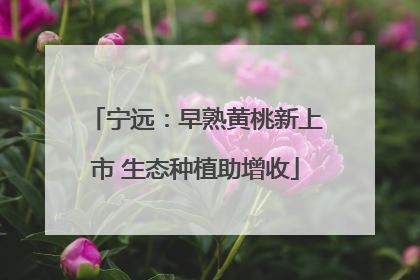 宁远：早熟黄桃新上市 生态种植助增收