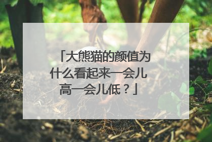 大熊猫的颜值为什么看起来一会儿高一会儿低？