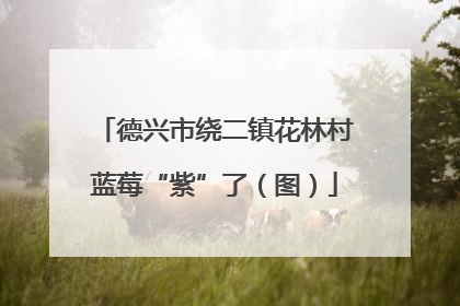 德兴市绕二镇花林村蓝莓“紫”了（图）