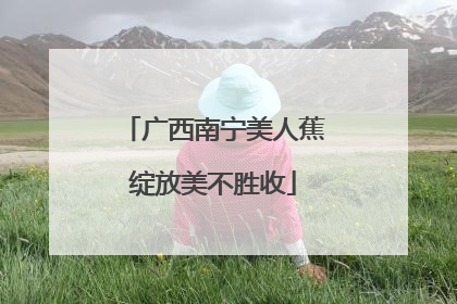 广西南宁美人蕉绽放美不胜收