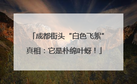 成都街头“白色飞絮”真相：它是朴绵叶蚜！