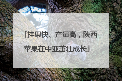 挂果快、产量高，陕西苹果在中亚茁壮成长