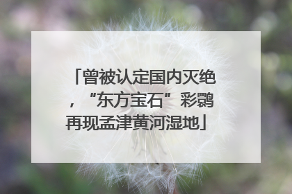 曾被认定国内灭绝，“东方宝石”彩鹮再现孟津黄河湿地