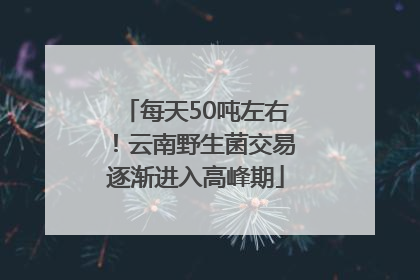 每天50吨左右！云南野生菌交易逐渐进入高峰期