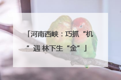 河南西峡：巧抓“机”遇 林下生“金”