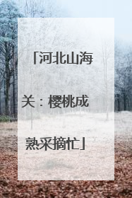 河北山海关：樱桃成熟采摘忙