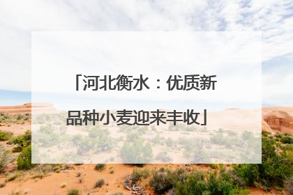 河北衡水：优质新品种小麦迎来丰收