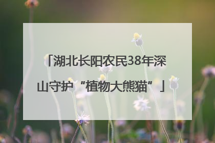 湖北长阳农民38年深山守护“植物大熊猫”