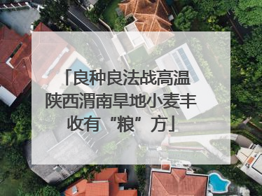 良种良法战高温 陕西渭南旱地小麦丰收有“粮”方