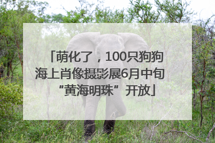 萌化了，100只狗狗海上肖像摄影展6月中旬“黄海明珠”开放