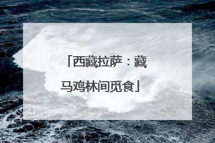 西藏拉萨：藏马鸡林间觅食