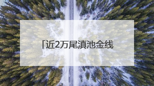 近2万尾滇池金线鲃鱼苗放流滇池