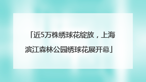 近5万株绣球花绽放，上海滨江森林公园绣球花展开幕