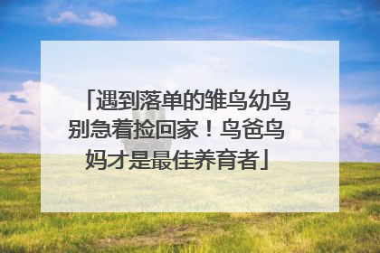 遇到落单的雏鸟幼鸟别急着捡回家！鸟爸鸟妈才是最佳养育者