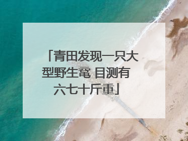 青田发现一只大型野生鼋 目测有六七十斤重