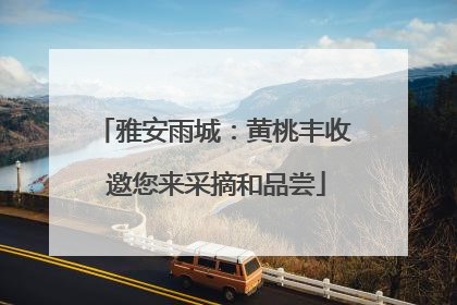 雅安雨城：黄桃丰收 邀您来采摘和品尝