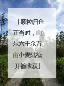 颗粒归仓正当时，山东六千余万亩小麦陆续开镰收获