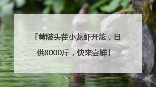 黄陂头茬小龙虾开炫，日供8000斤，快来尝鲜