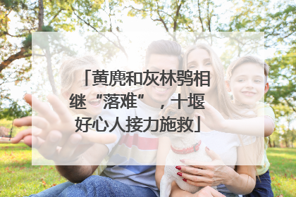 黄麂和灰林鸮相继“落难”，十堰好心人接力施救