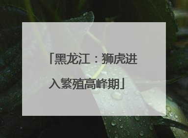 黑龙江：狮虎进入繁殖高峰期
