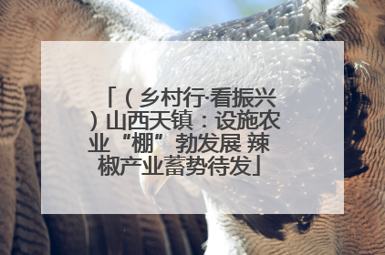 （乡村行·看振兴）山西天镇：设施农业“棚”勃发展 辣椒产业蓄势待发
