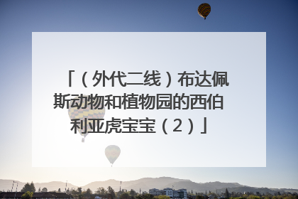 （外代二线）布达佩斯动物和植物园的西伯利亚虎宝宝（2）